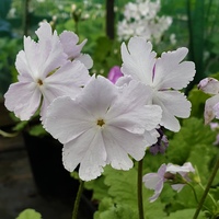 Primula sieboldii 'Snowdrop'